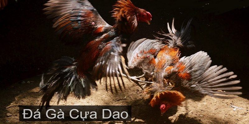 Giới thiệu ngắn về đá gà cựa dao tại Bet88