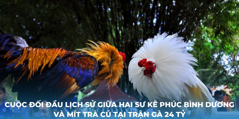 Thông tin thú vị về màn giao đấu chọi kê lịch sử